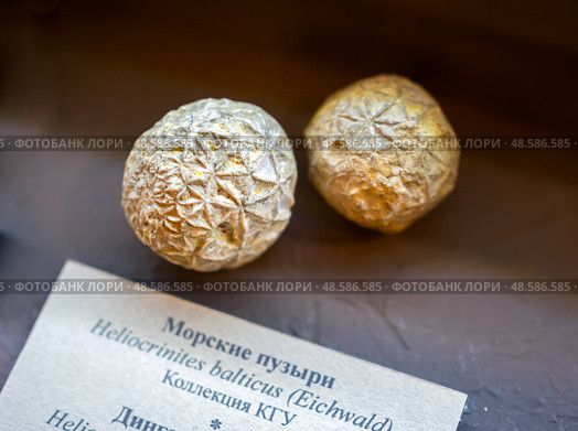 Окаменевшие морские пузыри (Heliocrinites balticus). Музей естественной истории Татарстана, Казань (2024 год). Редакционное фото, фотограф Вячеслав Палес / Фотобанк Лори