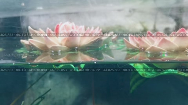 Океанариум. Адлер. Аквариум с рыбками. Кувшинки в аквариуме. Стоковое видео, видеограф Сергей Татаринцев / Фотобанк Лори