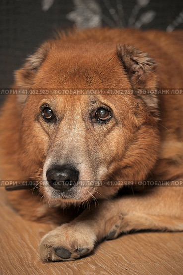 Old brown dog, mestizo alabai. Стоковое фото, фотограф Анна Кривицкая / Фотобанк Лори