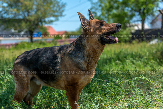 Old german shepherd among green grass. Стоковое фото, фотограф Анна Кривицкая / Фотобанк Лори