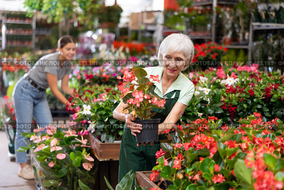Old woman marketer looking at big begonias in point of sale of plants. Стоковое фото, фотограф Яков Филимонов / Фотобанк Лори