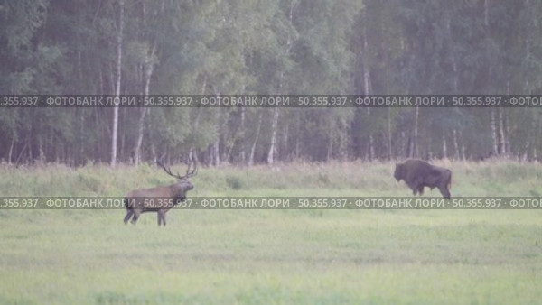 Олень благородный. Самец ревёт во время гона. Рёв диких животных в сезон размножения. Cervus elaphus. Стоковое видео, видеограф Дмитрий Якубович / Фотобанк Лори