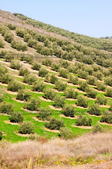 Olives fields. Стоковое фото, фотограф Яков Филимонов / Фотобанк Лори