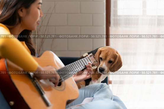 On a weekend, A young Asian woman and her beagle puppy are playing the guitar and singing cheerfully together in the living room of a house. Стоковое фото, агентство Ingram Publishing / Фотобанк Лори