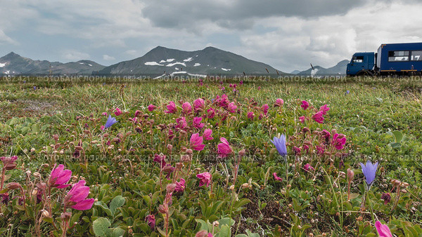 On the alpine meadows, among the green grass, pink Kamchatka rhododendrons and purple bluebells bloom. A picturesque mountain range against the sky. A fragment of a car is visible on the hill. Стоковое фото, фотограф Вера Ивановна Кубарева / Фотобанк Лори