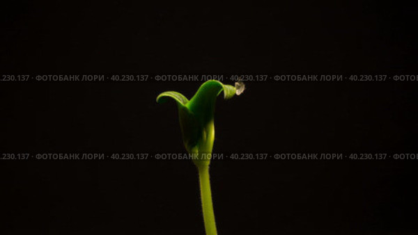 One Squash  growing time lapse. Frontal view on black background. Стоковое видео, видеограф Кирилл Трифонов / Фотобанк Лори
