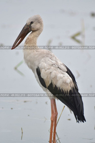 Open billed Stork bird, Anastomus oscitans in the water. Стоковое фото, агентство Ingram Publishing / Фотобанк Лори