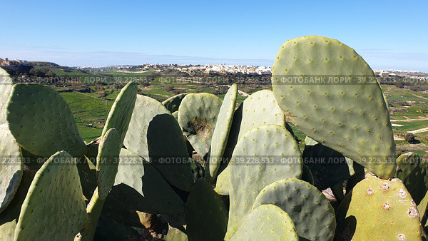 Опунция мелковолосистая (Opuntia microdasys). Надур (In-Nadur). Остров Гоцо (Gozo). Мальта (2023 год). Стоковое фото, фотограф lana1501 / Фотобанк Лори