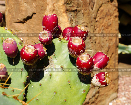 Опунция (Opuntia). Съедобные плоды кактуса. Стоковое фото, фотограф ирина реброва / Фотобанк Лори