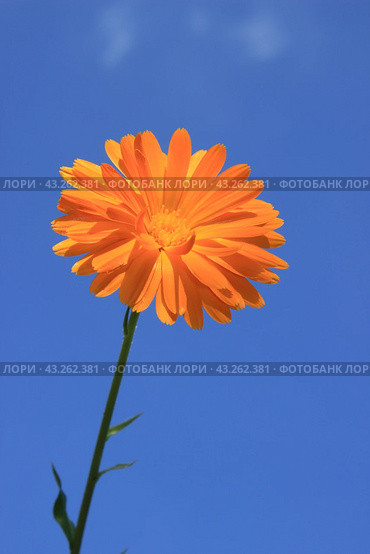 Orange coloured calendula flower against blue sky background. Стоковое фото, фотограф Светлана Ильева (Иванова) / Фотобанк Лори