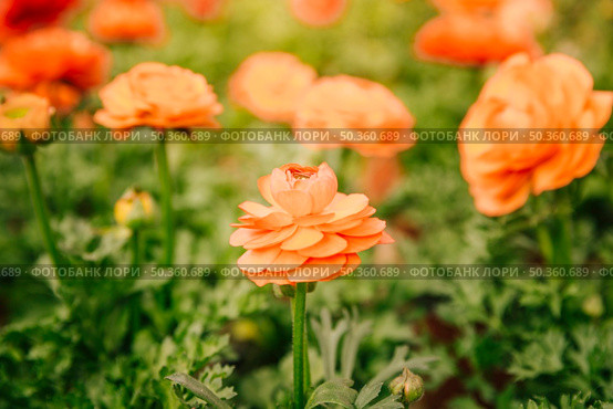 orange ranunculus flower growing field sunny day. Стоковое фото, агентство Ingram Publishing / Фотобанк Лори