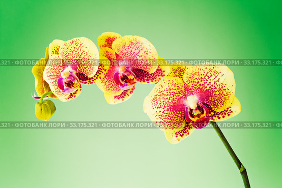 Orchid. Стоковое фото, фотограф Mariusz Blach / PantherMedia / Фотобанк Лори