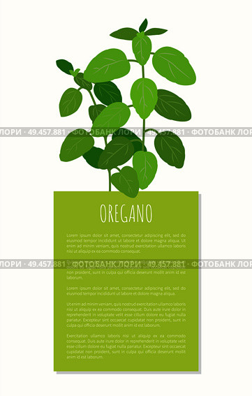 Oregano plant, herbal spice, tasty natural product vector illustration with text sample and fresh greenery herb dish spiciness isolated green rectangle. Oregano Plant, Herbal Spice, Tasty Natural Product. Стоковая иллюстрация, агентство Ingram Publishing / Фотобанк Лори