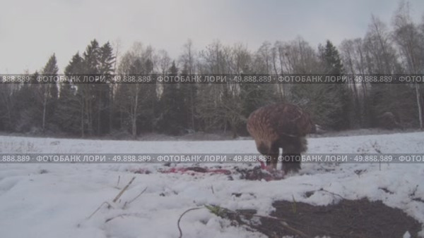 Орёл беркут дикая хищная птица Aquila chrysaetos. Стоковое видео, видеограф Дмитрий Якубович / Фотобанк Лори