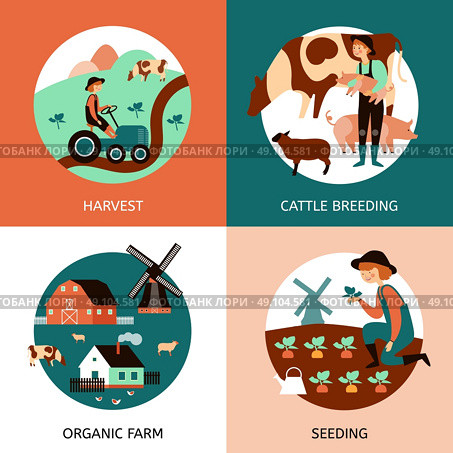 Organic Farm 4 Flat Icons Banner . Organic farm 4 flat icons square banner with cattle breeding sowing and harvesting abstract isolated vector illustration. Стоковая иллюстрация, агентство Ingram Publishing / Фотобанк Лори