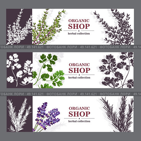 Organic Shop Banners With Herbs. Herbal cards with herbal spices and fragrant lavender on sepia horizontal background vector illustration. Стоковая иллюстрация, агентство Ingram Publishing / Фотобанк Лори