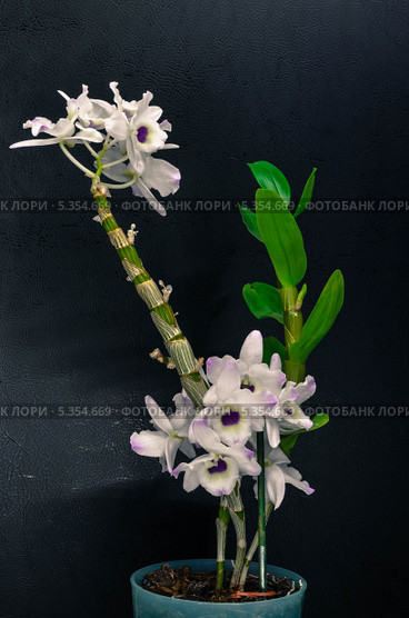 Орхидея Dendrobium nobile. Стоковое фото, фотограф Боев Дмитрий / Фотобанк Лори