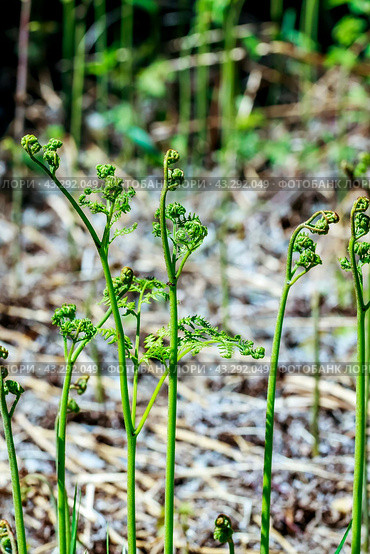 Орляк обыкновенный (лат. Pteridium aquilinum) крупным планом. Дикорастущая флора Западной Сибири. Стоковое фото, фотограф Евгений Мухортов / Фотобанк Лори
