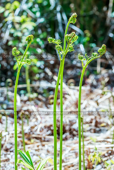Орляк обыкновенный (лат. Pteridium aquilinum) крупным планом. Дикорастущая флора Западной Сибири. Стоковое фото, фотограф Евгений Мухортов / Фотобанк Лори