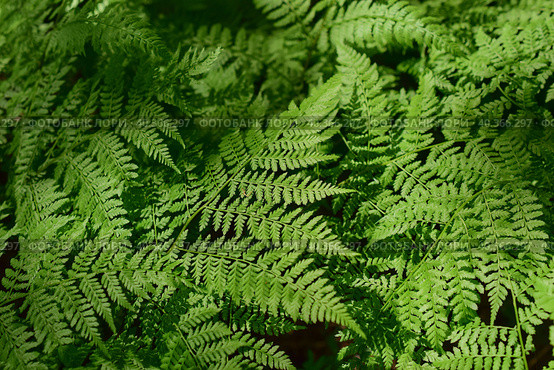 Орляк обыкновенный (лат. Pteridium aquilínum) — многолетний травянистый папоротник; вид рода Орляк семейства Деннштедтиевые (Dennstaedtiaceae)/ Стоковое фото, фотограф Людмила Ивашина / Фотобанк Лори