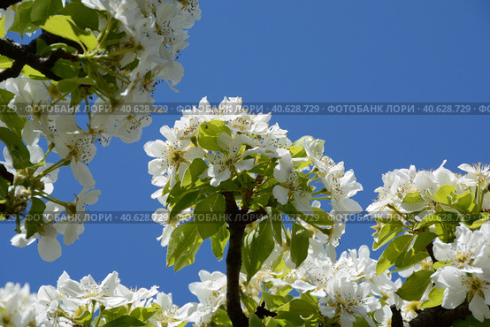 Ornamental plants close-up: blooming apple tree under the bright May sun. Vernal orchard branchlets: delicate snow-white flowers and fresh sunny-green foliage against a sky-blue, photo series (II) Стоковое фото, фотограф Анатолий Власов / Фотобанк Лори