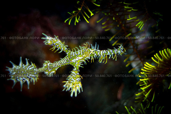 Ornate Ghost Pipefish (Solenostomus paradoxus) stock photo. Рыба-призрак (трубкорыл-арлекин). Стоковое фото, фотограф Никита Костылев / Фотобанк Лори