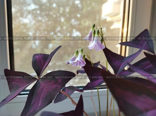 Ornate houseplants: close-up of butterfly shaped triple leaves of triangular oxalis; photo sketch by the window. Bicolor leaves and small pink flowers of purple wood sorrel looks great in any interior. Стоковое фото, фотограф Анатолий Власов / Фотобанк Лори