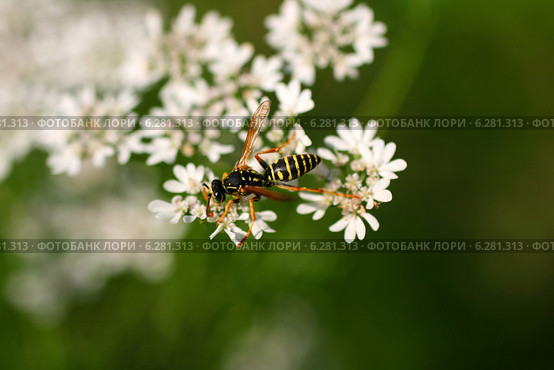 Оса на белых мелких цветах (Polistes dominula) Стоковое фото, фотограф Щеголева Ольга / Фотобанк Лори