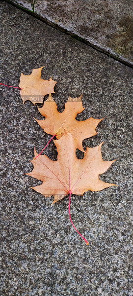 Осенние кленовые листья на гранитной плите; Autumn maple leaves on a granite slab; Стоковое фото, фотограф Наталья Расюк / Фотобанк Лори