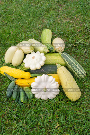 Осенний натюрморт. Овощи, выращенные на даче. Autumn still life. Vegetables grown in the country. Стоковое фото, фотограф Мария / Фотобанк Лори