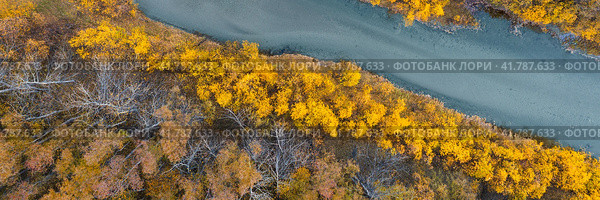Осенний панорамный аэрофотоснимок лесной реки. Вид сверху на русло реки и желтые кроны деревьев. Осенний сезон. Красивый речной пейзаж. Прекрасная природа. Естественный фон. Широкая панорама. Стоковое фото, фотограф Андрей Степанов / Фотобанк Лори