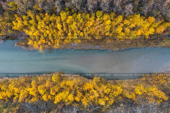 Осенняя аэрофотосъемка лесной реки. Вид сверху на русло реки и деревья с красочными желтыми кронами. Великолепный речной пейзаж. Река Ола, Магаданская область, Россия. Красивый природный фон. Стоковое фото, фотограф Андрей Степанов / Фотобанк Лори