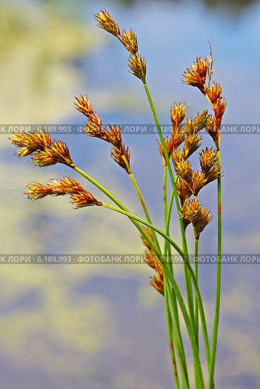 Осока заячья или Осока серебристочешуйная (Carex leporina) — многолетнее травянистое растение, вид рода Осока (Carex) семейства Осоковые (Cyperaceae) Стоковое фото, фотограф Евгений Мухортов / Фотобанк Лори