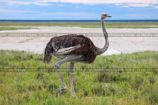 Ostrich. Стоковое фото, фотограф Art Konovalov / Фотобанк Лори