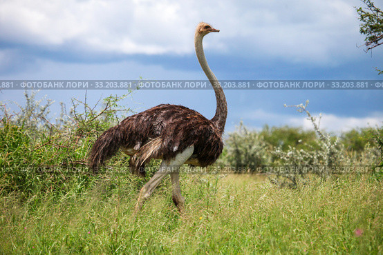 Ostrich. Стоковое фото, фотограф Art Konovalov / Фотобанк Лори
