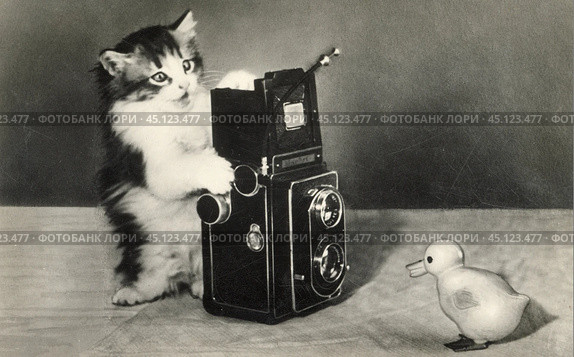 Открытка с изображением котенка с фотоаппаратом и резиновой уточкой. 1956 год. Стоковое фото, фотограф Retro / Фотобанк Лори