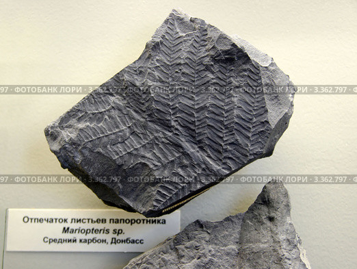 Отпечаток листьев папоротника Mariopteris sp. Средний карбон, Донбасс. Палеонтологический музей им. Ю.А.Орлова, Москва (2012 год). Редакционное фото, фотограф Щеголева Ольга / Фотобанк Лори