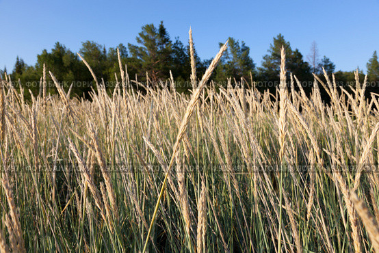 Овсяница (Festuca arundinacea) Стоковое фото, фотограф Александр Новиков / Фотобанк Лори
