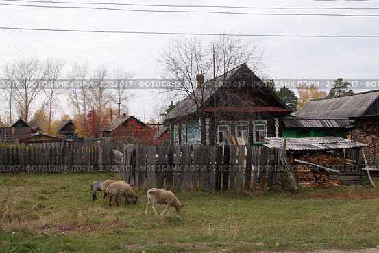 Овцы пасутся около дома. Стоковое фото, фотограф Татьяна Злобина / Фотобанк Лори