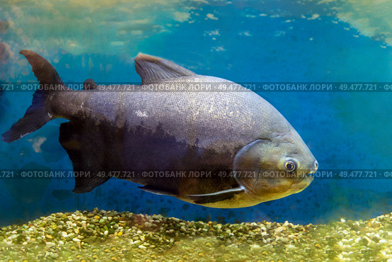 Pacu fish piranha (Colossoma macropomum) on black background. Captive occurs in South America. Стоковое фото, фотограф Евгений Ткачёв / Фотобанк Лори