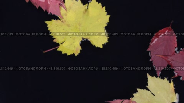 Падают осенние листья в воду. Вид сверху. Стоковое видео, видеограф Александр Собко / Фотобанк Лори
