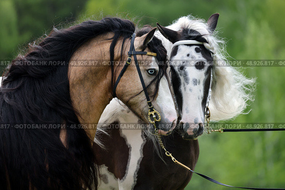 Pair of a Tinker horse portrait on summer fields background. Пара лошадей породы Тинкер на зеленом фоне летней природы. Стоковое фото, фотограф Михаил Кондрашов / Фотобанк Лори
