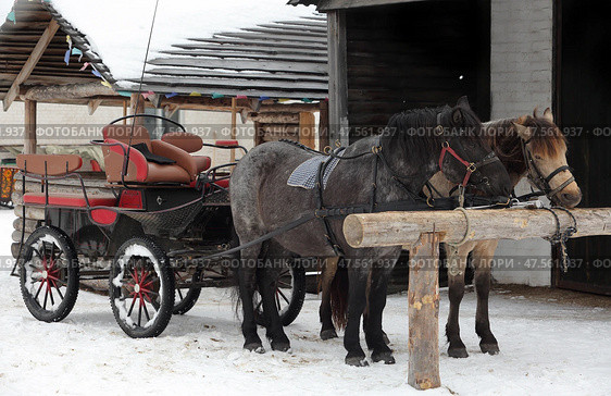 Pair of grey heavy draft horses in beautiful harness stock Image. Парная упряжка тяжеловозных серых лошадей в красивой сбруе на фоне фермы. Стоковое фото, фотограф Михаил Кондрашов / Фотобанк Лори