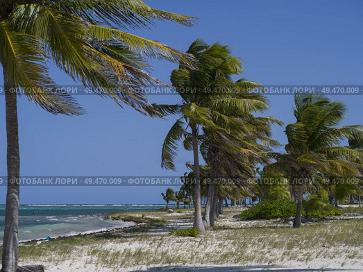 Palm trees swaying on the beach, Half Moon Caye, Lighthouse Reef Atoll, Belize. Стоковое фото, агентство Ingram Publishing / Фотобанк Лори