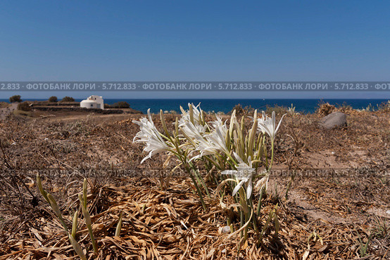 Панкраций морской (Pancratium maritimum) на фоне моря. Занесён в Красную книгу. Стоковое фото, фотограф Татьяна Ляпи / Фотобанк Лори