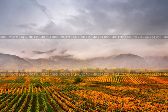Panorama of Wachau valley. Colorful autumn in vine yards, Austria. Hills of Lower Austria. Стоковое фото, агентство Ingram Publishing / Фотобанк Лори