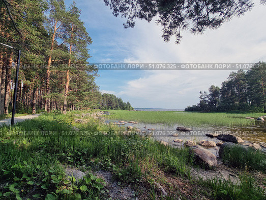 Panoramic view of the lake shore, surrounded by a dense pine forest. On the left, a walking trail runs along a line of tall, slender pines that go deep into the forest. In the foreground, there is green grass, coastal plants, and large stones lying in clear water. The shallows are covered with dense thickets of sedge and reeds, and in the distance, a view of the water surface and the opposite shore opens up. The sky is blue with light white clouds, creating a feeling of space and tranquility. The atmosphere of the place conveys the silence and tranquility of northern nature on a summer day. Стоковое фото, фотограф Анна Кривицкая / Фотобанк Лори