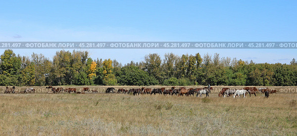 Панорамный вид с табуном лошадей осенним днем в Кулундинской степи. Алтайский край. Стоковое фото, фотограф Григорий Писоцкий / Фотобанк Лори
