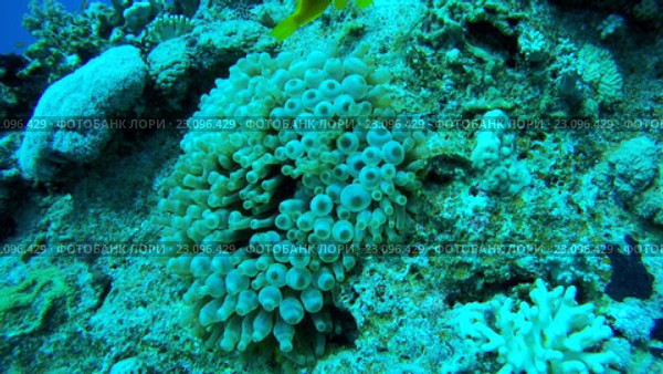 Пара рыб клоунов (Amphiprion chrysopterus) в анемоне. Стоковое видео, видеограф Некрасов Андрей / Фотобанк Лори