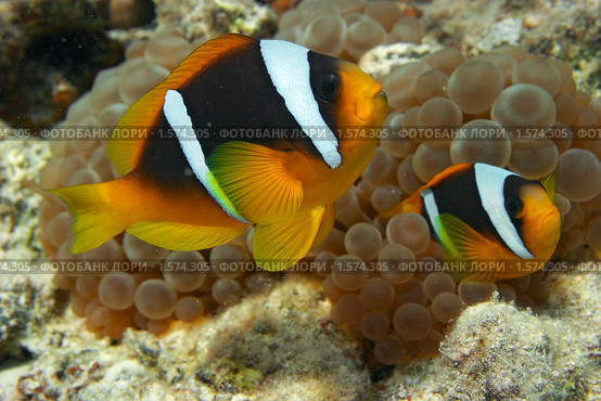 Пара рыб-клоунов охраняет гнездо с икрой - Двухполосый амфиприон (Amphiprion bicinctus) - Красное море, Синай, Египет. Стоковое фото, фотограф Виктор Савушкин / Фотобанк Лори